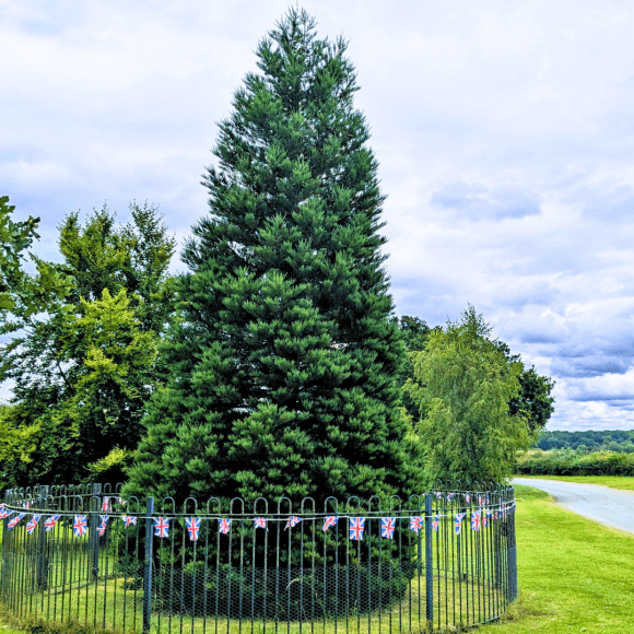 Jubilee Tree