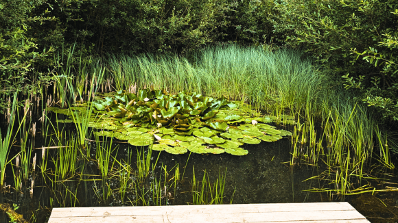 Pocket Park Pond