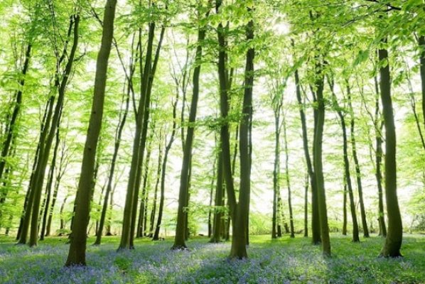 Have your say on how the Council plans to manage and enhance tree and woodland across West Northants