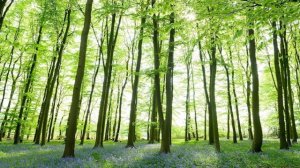 Have your say on how the Council plans to manage and enhance tree and woodland across West Northants