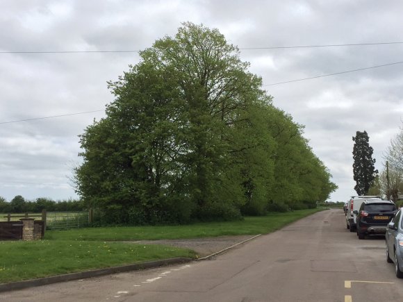 Abbey Road Lime Trees