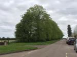 Image: Abbey Road Lime Trees